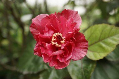 Bahçedeki kırmızı amber çiçeği