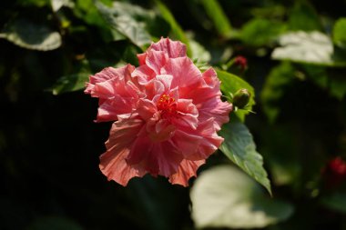 Açık havada çiçeklerin açtığı renkleri kapat