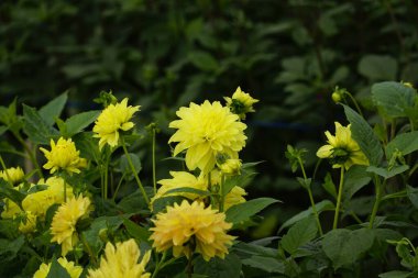 Bahçedeki güzel sarı çiçek