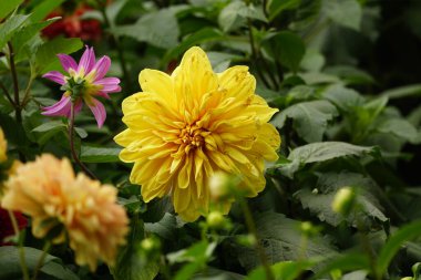 Bahçedeki sarı çiçekler