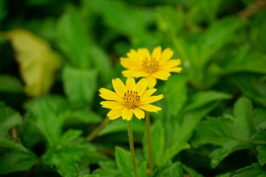 Bahçedeki sarı çiçekler