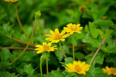 Bahçedeki sarı çiçekler