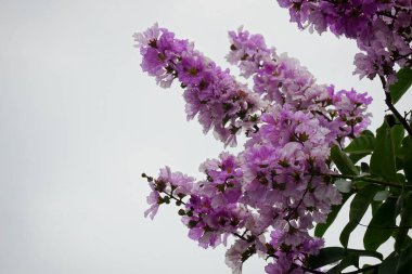 Lagerstroemia türosa çiçeğinin yakın çekimi.