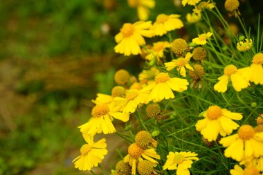 Tarlada çiçek açan kasımpatılara yakın çekim
