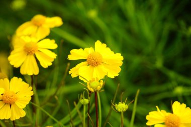 Tarlada çiçek açan kasımpatılara yakın çekim