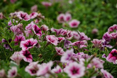 Petunia melez çiçeğinin yakın plan görüntüsü.