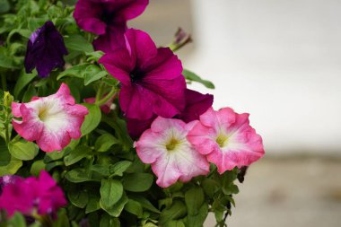 Petunia melez çiçeğinin yakın plan görüntüsü.