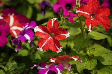 Petunia melez çiçeğinin yakın plan görüntüsü.