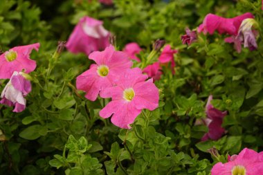 Petunia melez çiçeğinin yakın plan görüntüsü.