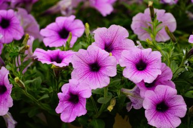 Petunia melez çiçeğinin yakın plan görüntüsü.