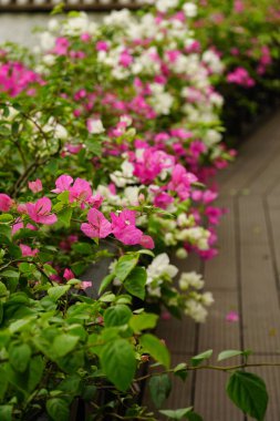 Çiçek açan Bougainvillea çiçeklerine yakın çekim