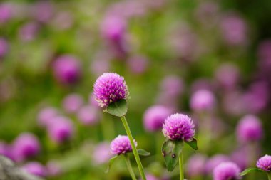 Gomphrena 'nın parıldayan çiçeğinin yakın çekimi