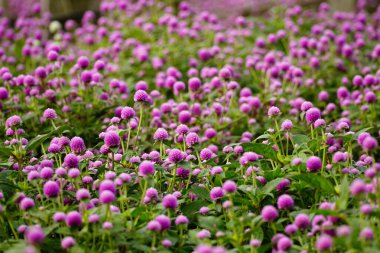 Gomphrena 'nın parıldayan çiçeğinin yakın çekimi