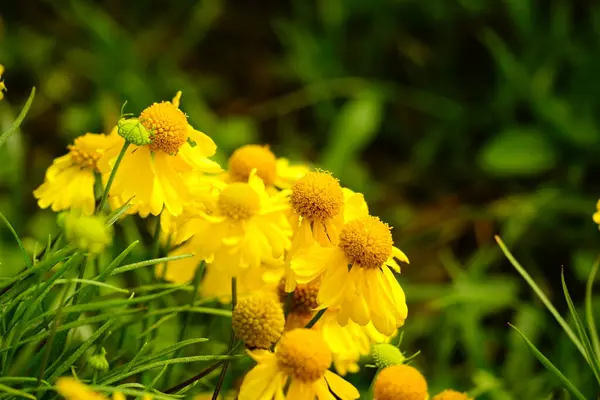 Tarlada çiçek açan kasımpatılara yakın çekim