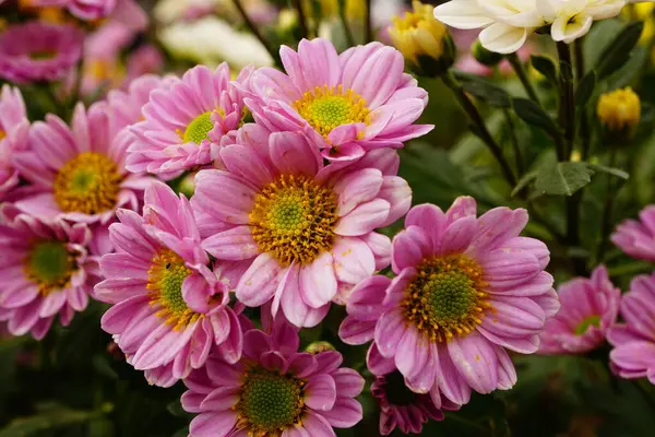 Çiçek açan kasımpatılara yakın çekim