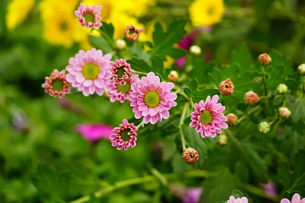 Çiçek açan kasımpatılara yakın çekim