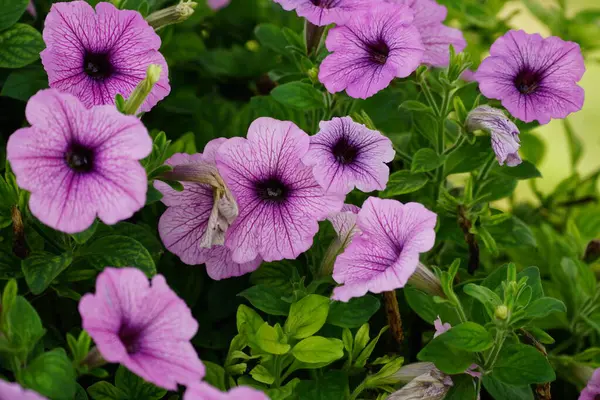 Petunia melez çiçeğinin yakın plan görüntüsü.
