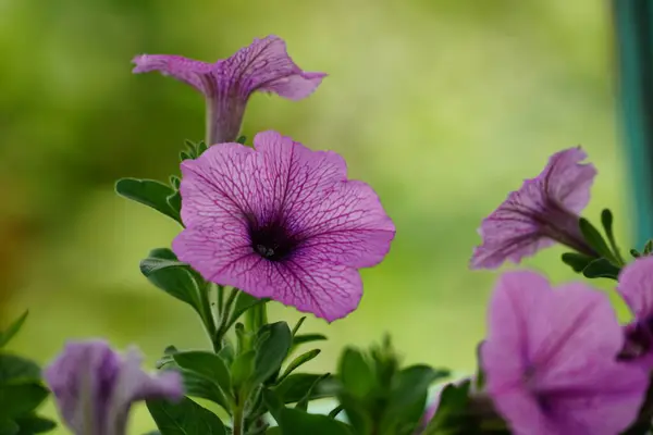 Petunia melez çiçeğinin yakın plan görüntüsü.