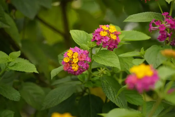 Bahçedeki güzel sarı çiçekler