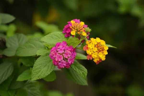 Bahçedeki güzel pembe çiçekler