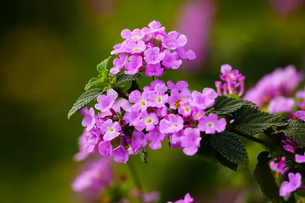 Lantana Camara çiçeklerinin açtığı yakın plan