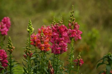 Antirrhinum Majus çiçeğinin yakın çekimi.