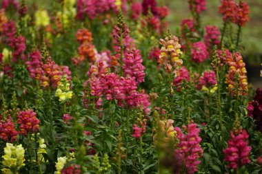 Antirrhinum Majus çiçeğinin yakın çekimi.