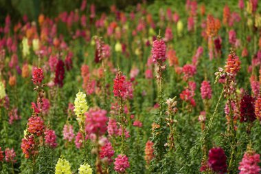 Antirrhinum Majus çiçeğinin yakın çekimi.
