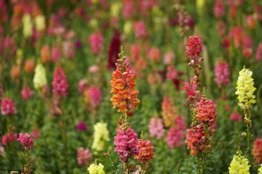 Antirrhinum Majus çiçeğinin yakın çekimi.