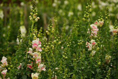 Antirrhinum Majus çiçeğinin yakın çekimi.