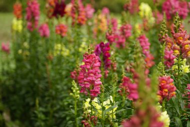Antirrhinum Majus çiçeğinin yakın çekimi.