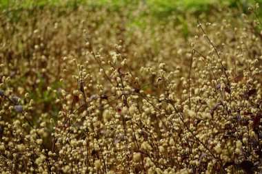 Buğday tarlasını kapatın.