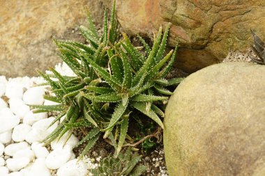 Bahçede sulu ve kaktüs bitkisi