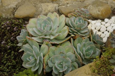 Güzel botanik fotoğrafı, doğal duvar kağıdı.