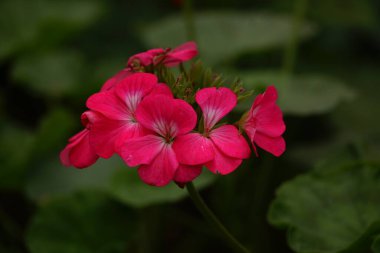 Pelargonium zonale çiçeğinin yakın çekimi