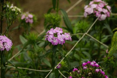 Pelargonium zonale çiçeğinin yakın çekimi