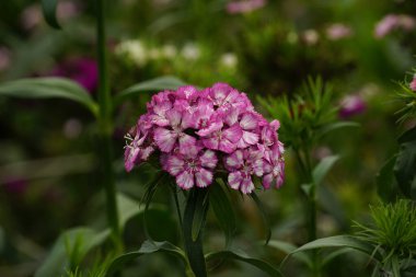 Pelargonium zonale çiçeğinin yakın çekimi