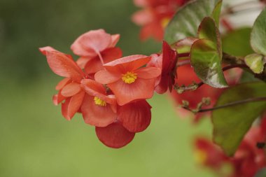 Bahçedeki güzel çiçekler