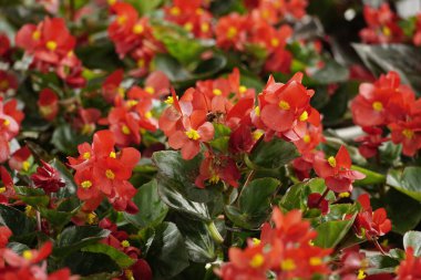 Baharda renkli bir bahçenin çiçekleri