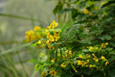 Sarı Senna hebecarpa çiçeğinin bir ağaçta açtığı yakın plan.