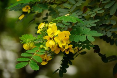 Sarı Senna hebecarpa çiçeğinin bir ağaçta açtığı yakın plan.
