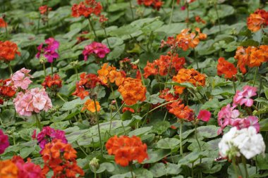 Pelargonium zonale çiçeğinin yakın çekimi