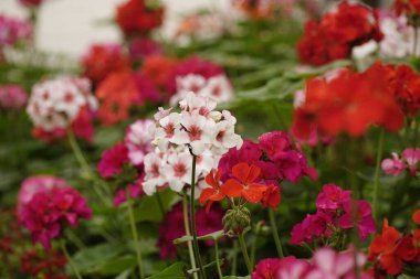 Pelargonium zonale çiçeğinin yakın çekimi