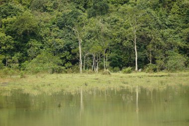 Nehir ve ağaçlı yeşil orman ormanı