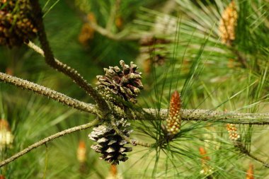 Ağaçtaki çam kozalaklarına yakın çekim