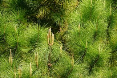 Ağaçtaki çam kozalaklarına yakın çekim
