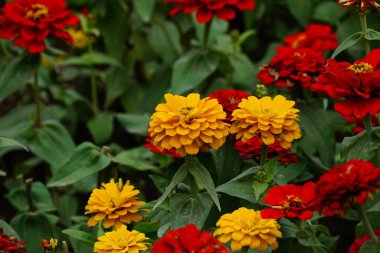 Zinnia elegans çiçeğinin yakın çekimi