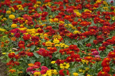 Zinnia elegans çiçeğinin yakın çekimi