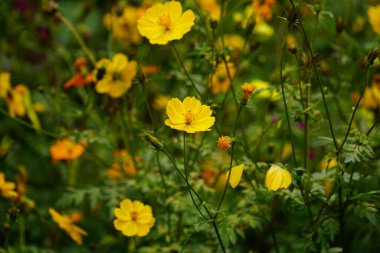 Kozmos bipinnatus çiçeğinin yakın plan görüntüsü.