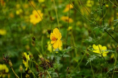 Kozmos bipinnatus çiçeğinin yakın plan görüntüsü.